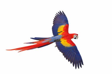 Renkli uçan Kırmızı Macaw papağanı beyaz üzerine izole edilmiş..