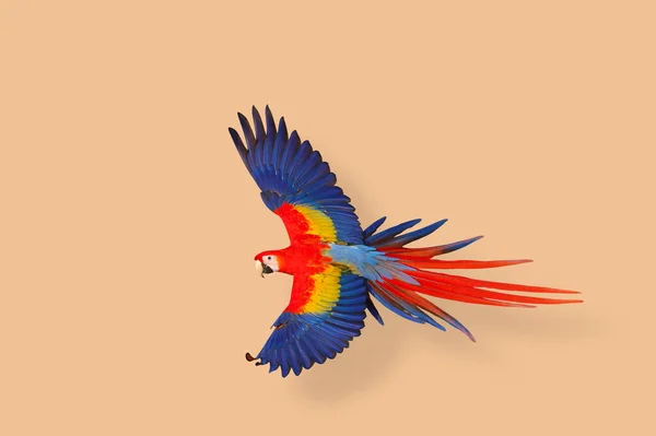 Färgglada Flygande Scarlet Macaw Papegoja Orange Bakgrund — Stockfoto
