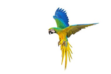 Renkli uçan Buff Gold Macaw papağanı beyaz arka planda izole edilmiş..
