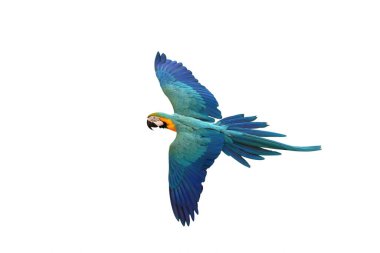 Renkli uçan mavi ve altın renkli papağan beyaz arka planda izole edilmiş.