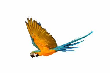 Renkli uçan mavi ve altın renkli papağan beyaz arka planda izole edilmiş.