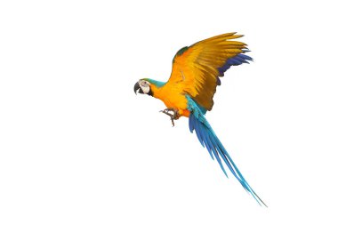 Renkli uçan mavi ve altın renkli papağan beyaz arka planda izole edilmiş.