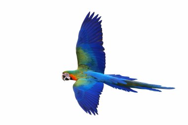 Beyaz arka plan üzerinde izole renkli uçan papağan.