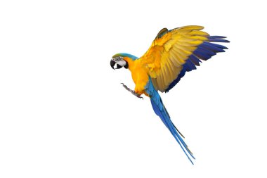 Renkli uçan mavi ve altın renkli papağan beyaz arka planda izole edilmiş.