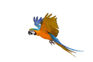 Renkli uçan mavi ve altın renkli papağan beyaz arka planda izole edilmiş.