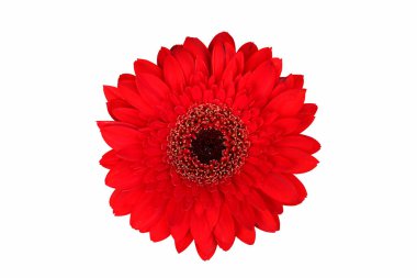 Güzelim kırmızı Gerbera çiçeği beyazda soyutlanmış.