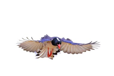 Güzel uçan kırmızı gagalı Mavi Saksağan beyaz arka planda izole edilmiş..