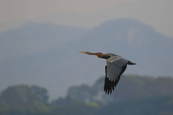 Oriental Darter bird flying in the sky with mountain background.