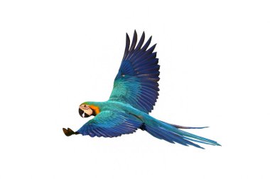 Renkli uçan mavi ve altın renkli papağan beyaz arka planda izole edilmiş.