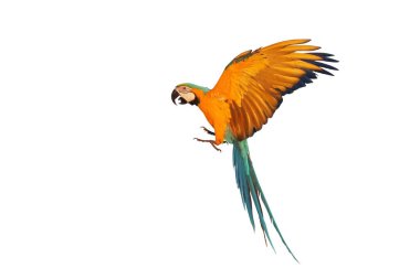 Renkli uçan mavi ve altın renkli papağan beyaz arka planda izole edilmiş.