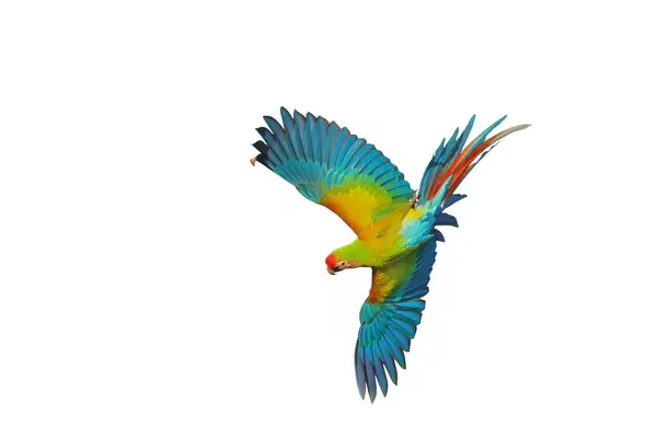 Guacamayo Volador Colorido Aislado Sobre Fondo Blanco —  Fotos de Stock