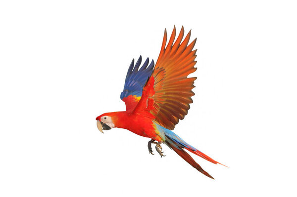 Colorful flying Scarlet Macaw parrot isolated on white background.
