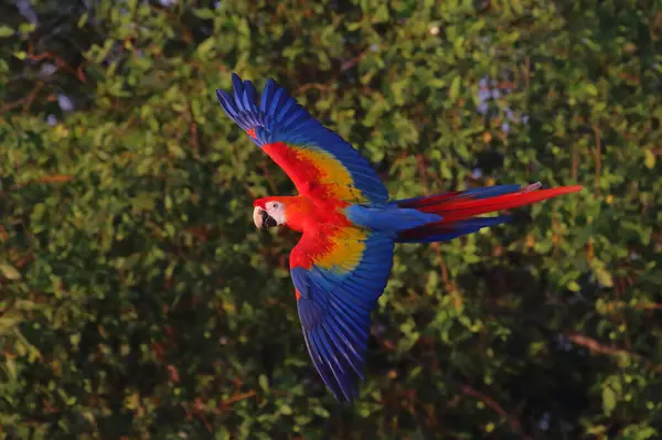 森の中を飛んでいるカラフルなスカーレット マコウ パロット フリーフライング鳥 — ストック写真