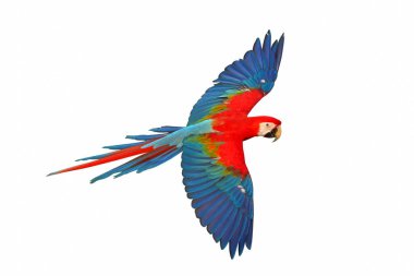 Beyaz arka planda renkli uçan Ruby Macaw papağanı izole edildi.