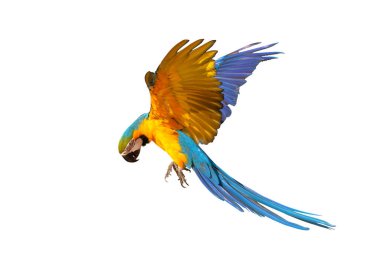 Renkli uçan mavi ve altın renkli papağan beyaz arka planda izole edilmiş.