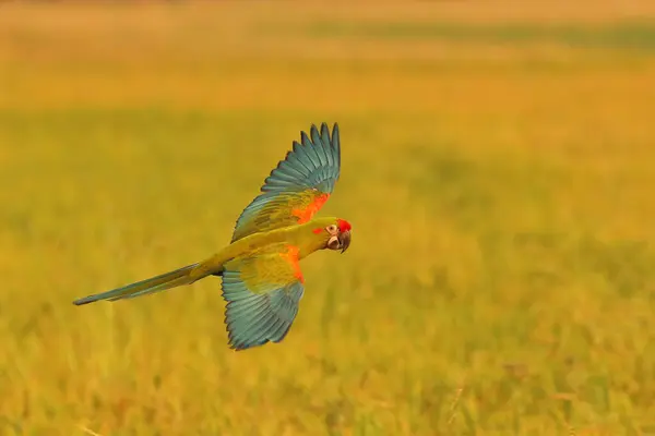 田んぼを飛んでいるカラフルな赤い前面のマコウパロット フリーフライング鳥 — ストック写真