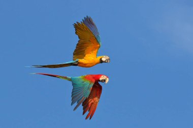 Gökyüzünde uçan güzel papağanlar. Özgür uçan kuş