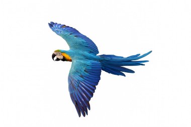 Renkli uçan mavi ve altın renkli papağan beyaz arka planda izole edilmiş.