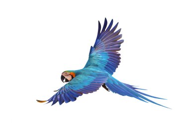 Renkli uçan mavi ve altın renkli papağan beyaz arka planda izole edilmiş.