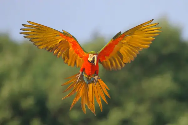 カラフルなマカオオウムが空を飛んでいる フリーフライング鳥 — ストック写真