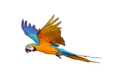 Renkli uçan mavi ve altın renkli papağan beyaz arka planda izole edilmiş.