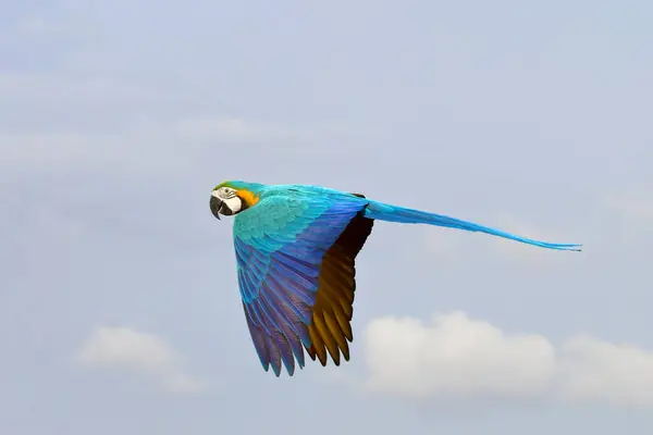 空を飛んでいるカラフルなマコウのオウム フリーフライング鳥 — ストック写真