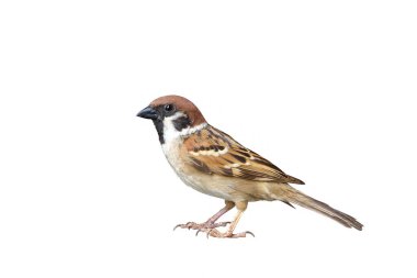 Serçe, şeffaf beyaz arkaplanda tek başına duruyor.