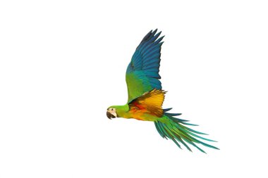 Renkli uçan Chestgold Macaw beyaz arka planda izole edildi.