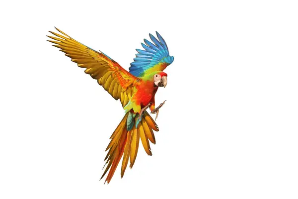 Färgglada Shamlet Macaw Papegoja Flyger Isolerad Vit Bakgrund — Stockfoto