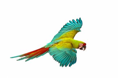 Colorful flying Military Macaw parrot isolated on white background. clipart