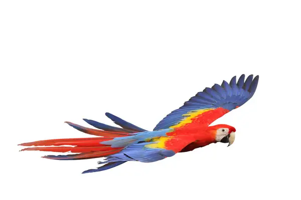 Färgglada Flygande Scarlet Macaw Papegoja Isolerad Vit Bakgrund — Stockfoto