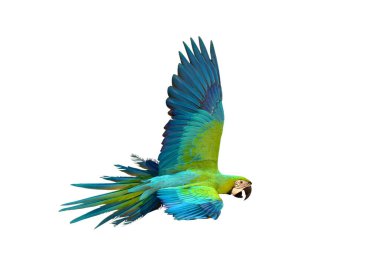 Colorful flying Buff Gold Macaw parrot isolated on white background. clipart