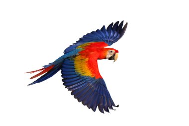 Renkli uçan kırmızı papağan beyaz arka planda izole edilmiş.