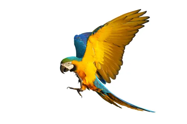 Kleurrijke Vliegende Blauwe Gouden Macaw Papegaai Geïsoleerd Witte Achtergrond Stockfoto