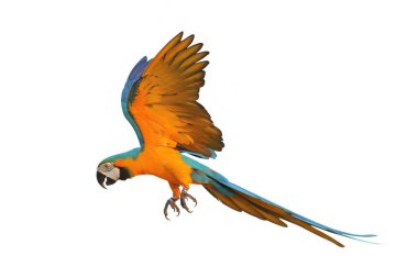 Renkli uçan mavi ve altın renkli papağan beyaz arka planda izole edilmiş.