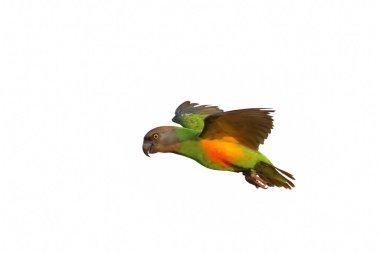 Renkli uçan Senegal papağanı beyaz arka planda izole edildi.