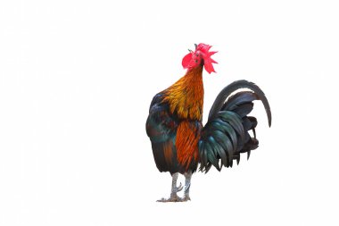 Horoz horozu ötüyor beyaz arkaplanda soyutlanıyor.