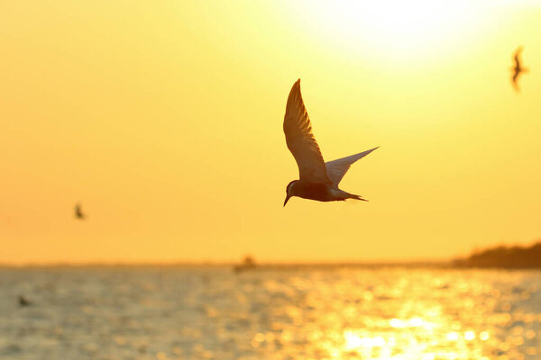 Beautiful River Tern flying in the sky during sunset.