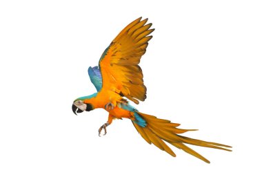 Renkli uçan mavi ve altın renkli papağan beyaz arka planda izole edilmiş.