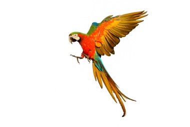 Beyaz arka planda renkli uçan Palyaço Macaw papağanı.