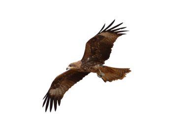 Yırtıcı kuş, siyah uçurtma, beyaz arka planda, kırpma yolu ile izole edilmiş..