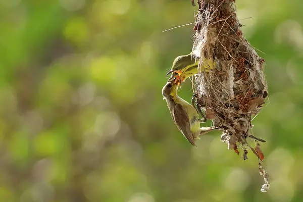 Olive Backed Sunbird Alimentando Pintinho Com Fundo Natureza Verde Imagem De Stock