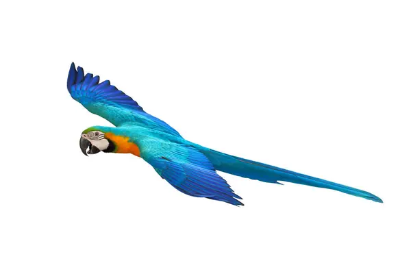 Kleurrijke Vliegende Blauwe Gouden Macaw Papegaai Geïsoleerd Witte Achtergrond Met Rechtenvrije Stockfoto's