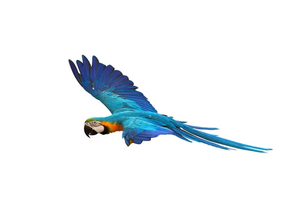 Kleurrijke Vliegende Blauwe Gouden Macaw Papegaai Geïsoleerd Witte Achtergrond Met Stockfoto