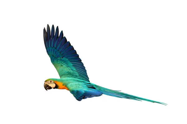 Kleurrijke Vliegende Blauwe Gouden Macaw Papegaai Geïsoleerd Witte Achtergrond Met Rechtenvrije Stockafbeeldingen
