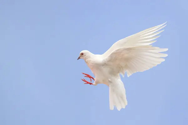 Bela Pomba Branca Voando Céu Pomba Branca Símbolo Paz Fotografias De Stock Royalty-Free