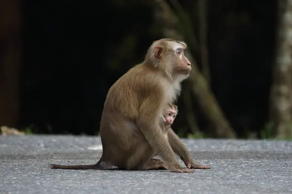Mãe Macaco Pequeno Bebê Sentado Estrada Imagem De Stock