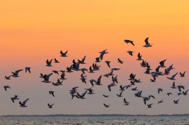 Gün batımında gökyüzünde uçan martı sürüsü.