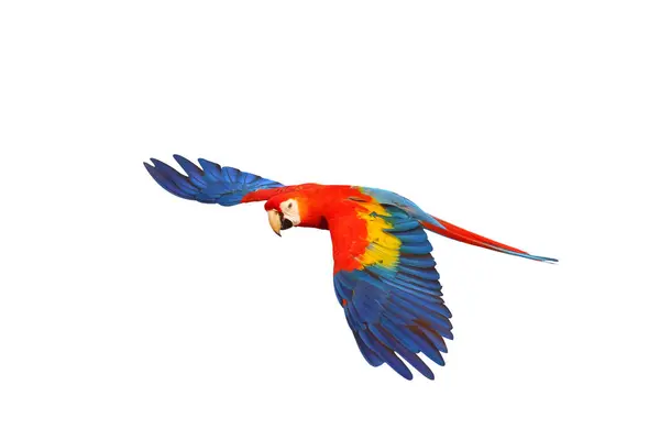 Papagaio Arara Escarlate Voador Colorido Isolado Fundo Branco Com Caminho Imagem De Stock