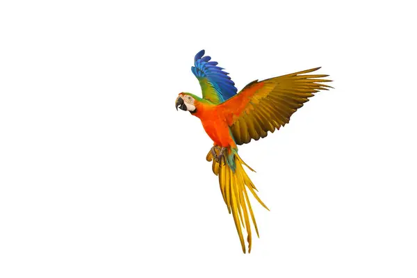 Papagaio Catalina Macaw Voador Colorido Isolado Fundo Branco Com Caminho Imagens Royalty-Free